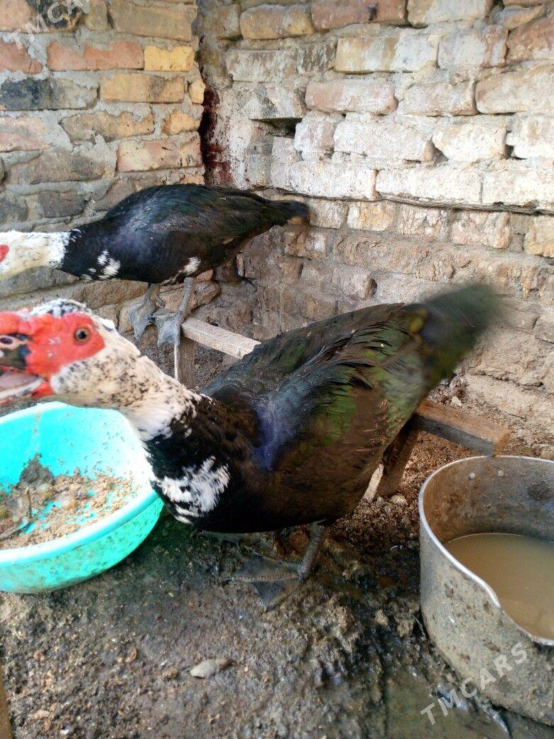 ordek - Туркменабат - img 5