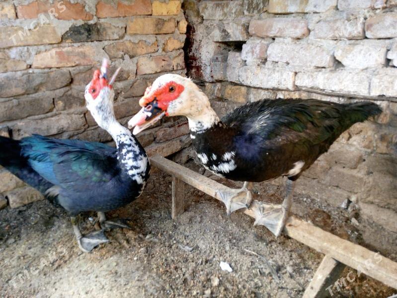 ordek - Туркменабат - img 1