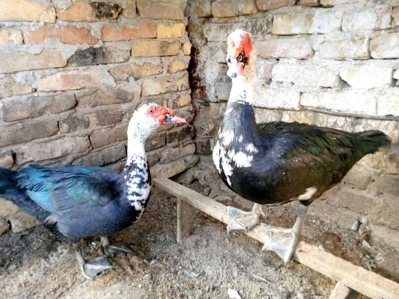 ordek - Туркменабат - img 2