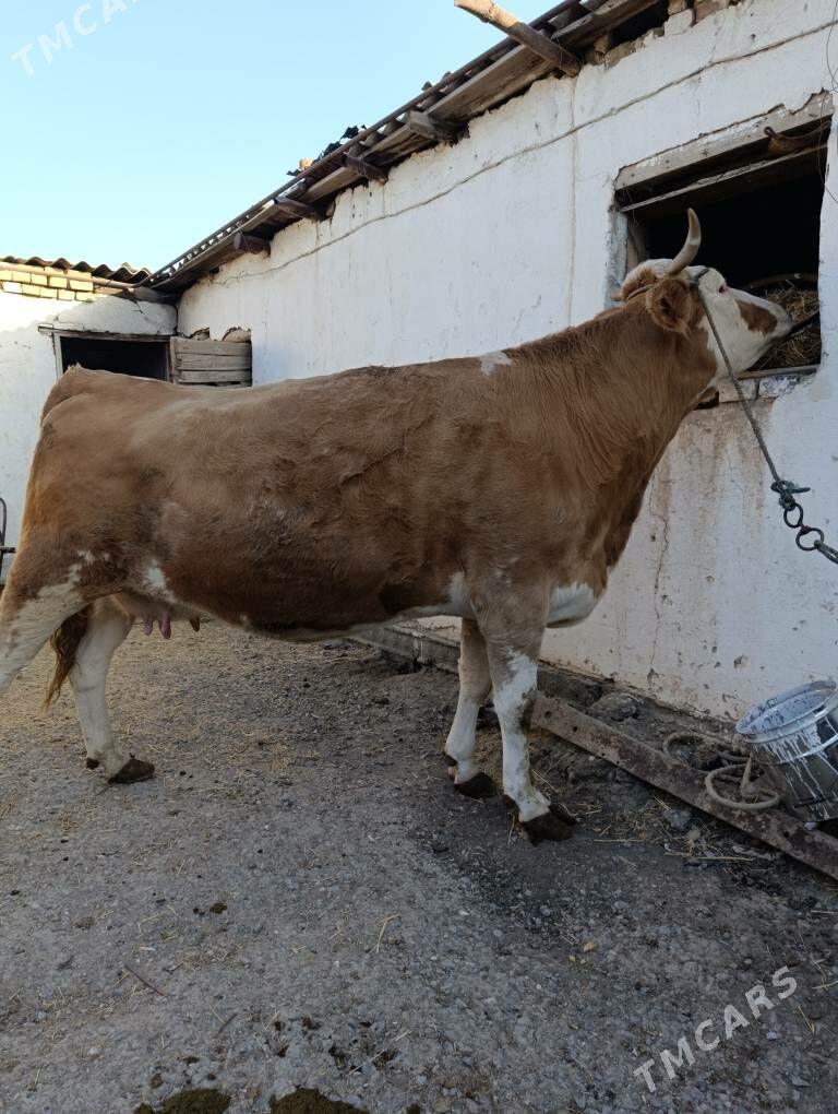 SİMENTAL - Туркменабат - img 2