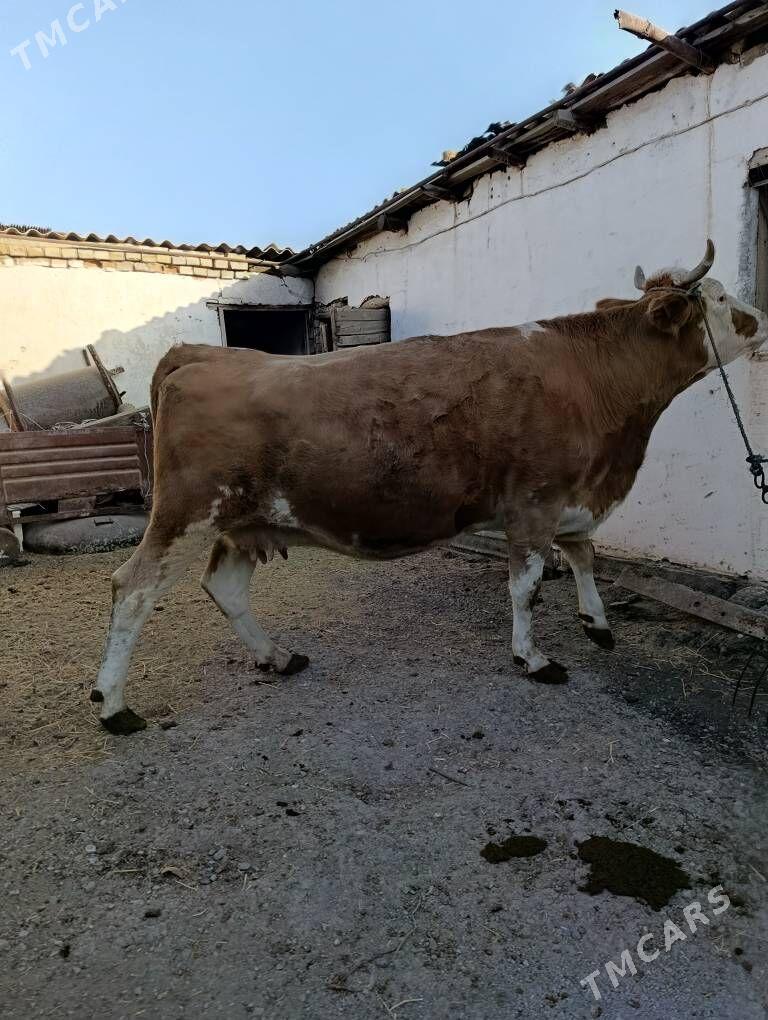 SİMENTAL - Туркменабат - img 4