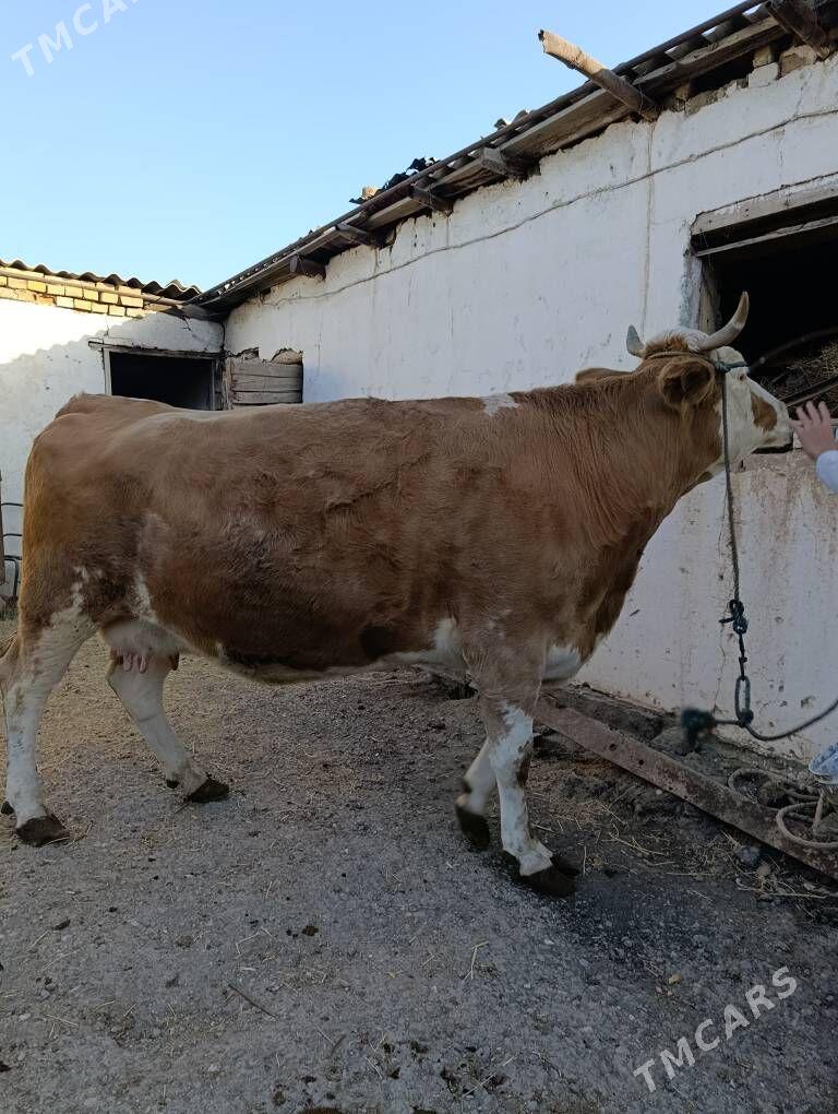 SİMENTAL - Туркменабат - img 3