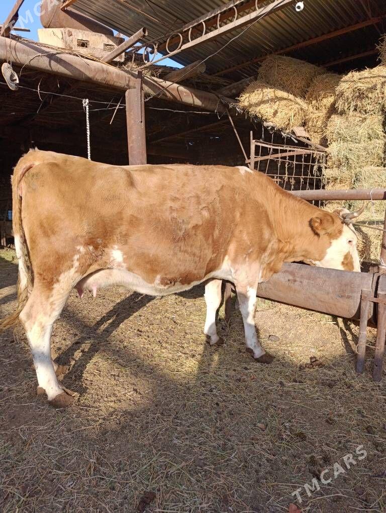 SİMENTAL - Туркменабат - img 7