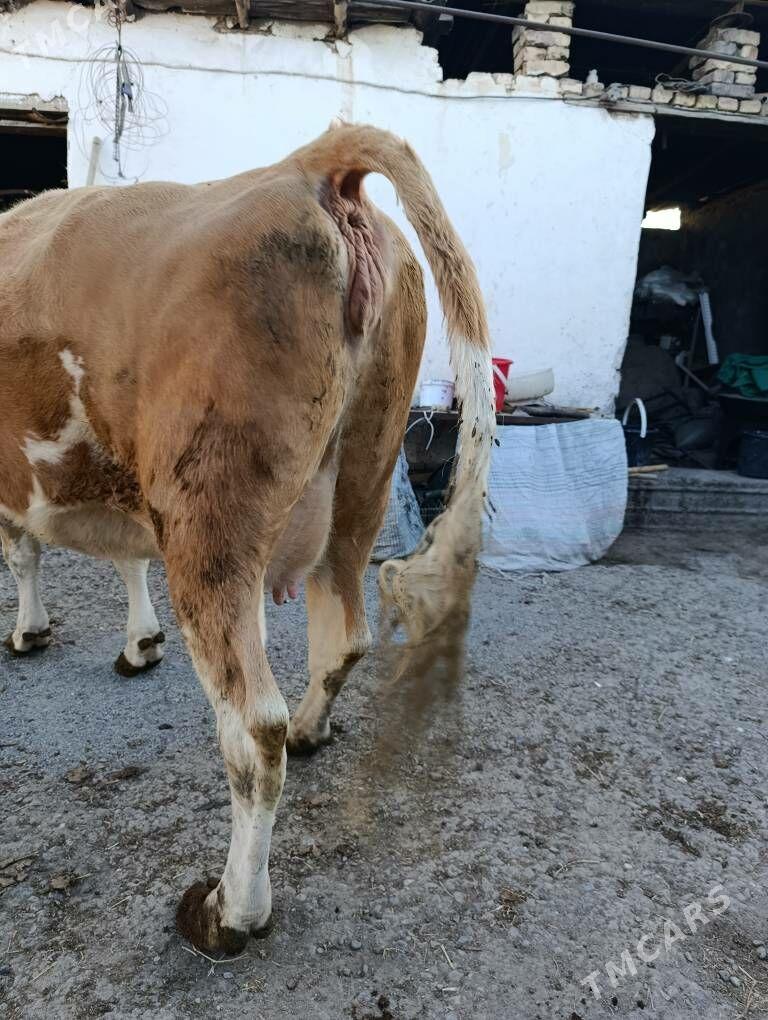 SİMENTAL - Туркменабат - img 9