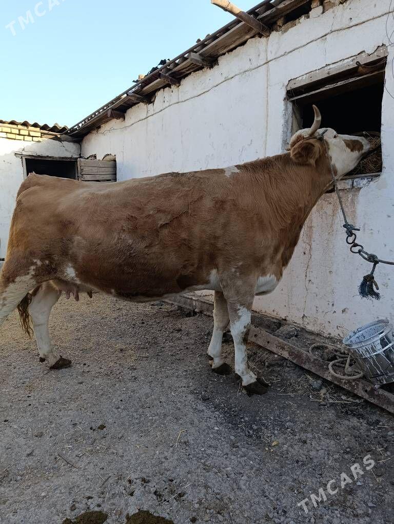 SİMENTAL - Туркменабат - img 1