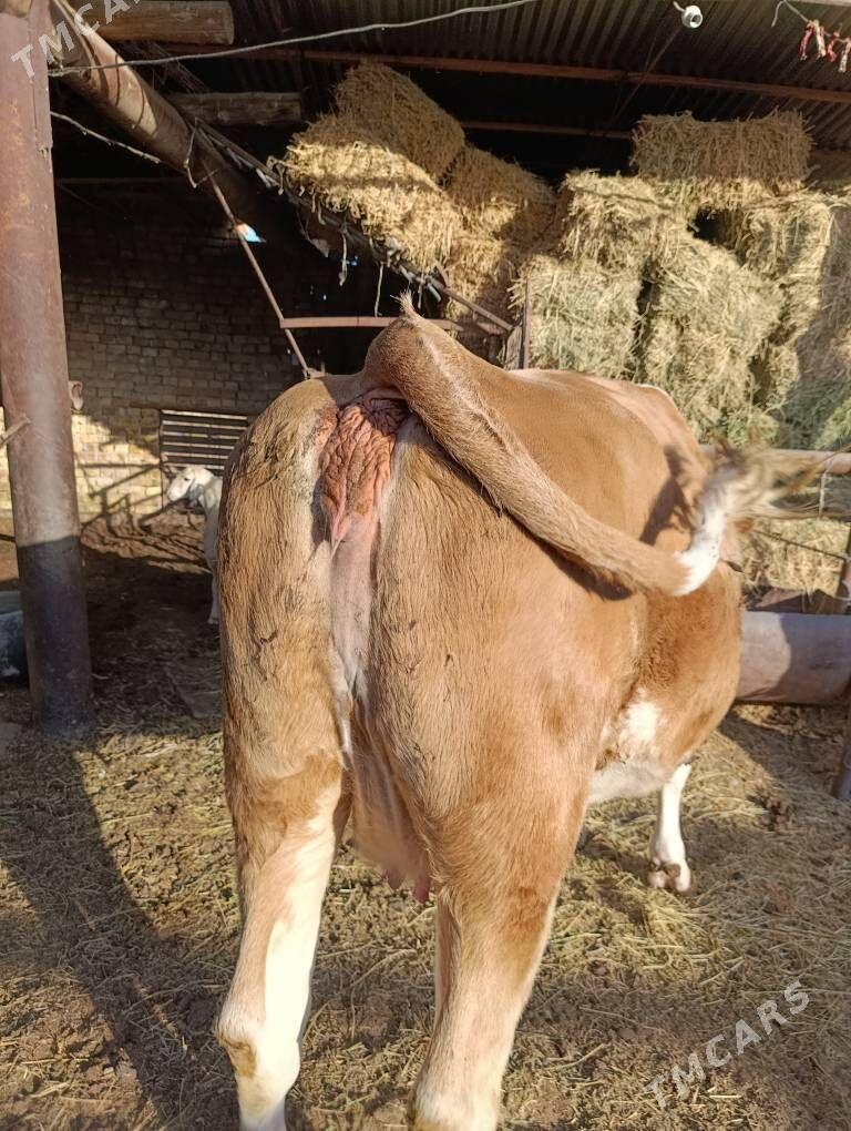 SİMENTAL - Туркменабат - img 6