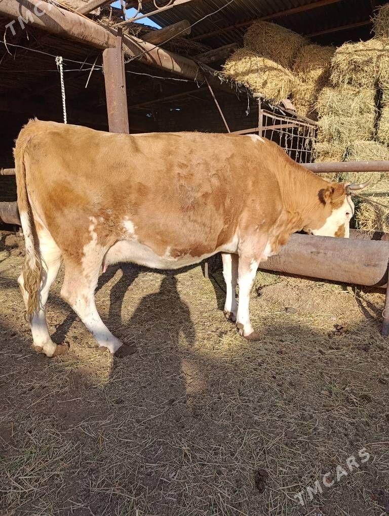 SİMENTAL - Туркменабат - img 8