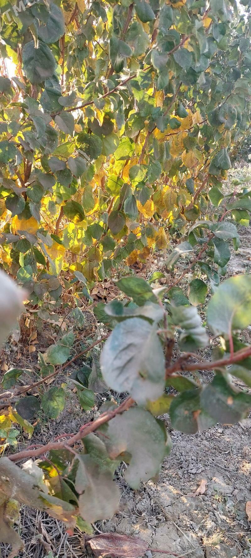 erik nahal şitil - Gökdepe - img 2