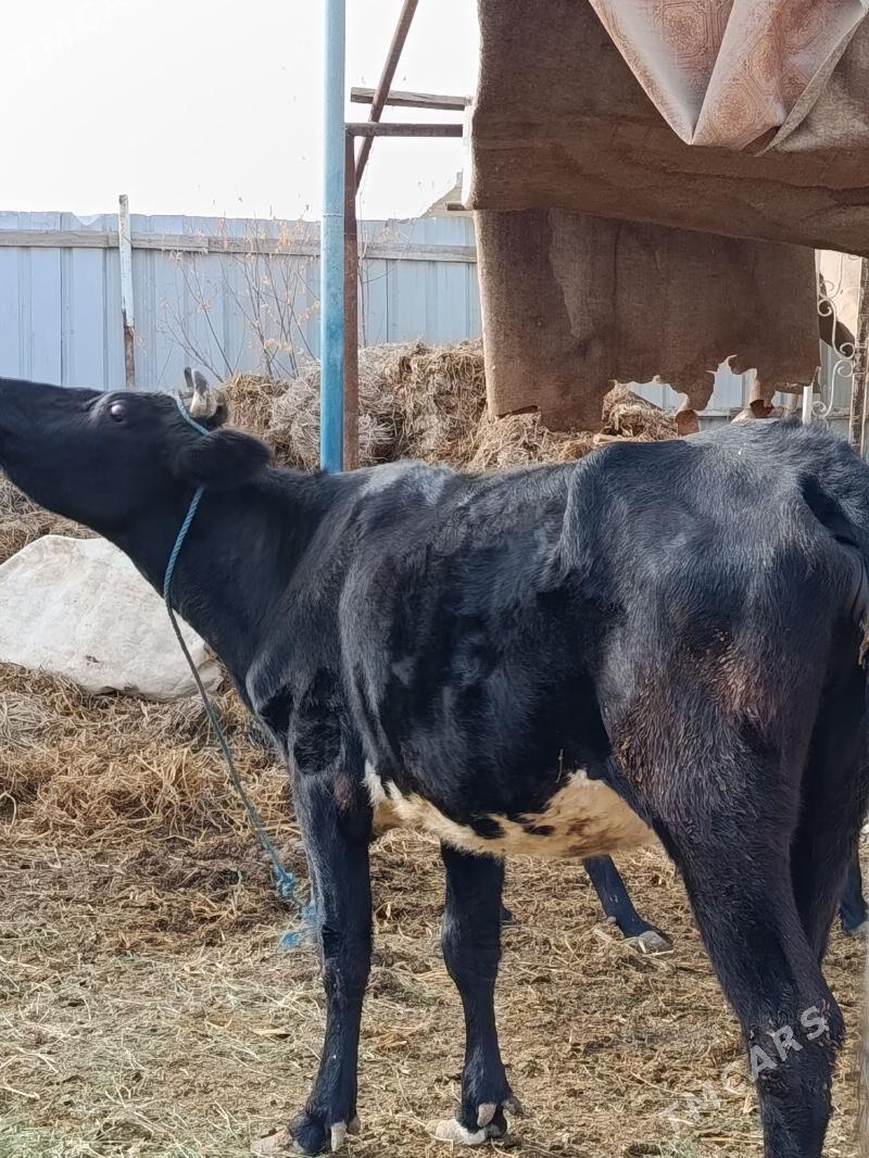 yetik. bogaz gunajyn - Туркменабат - img 3