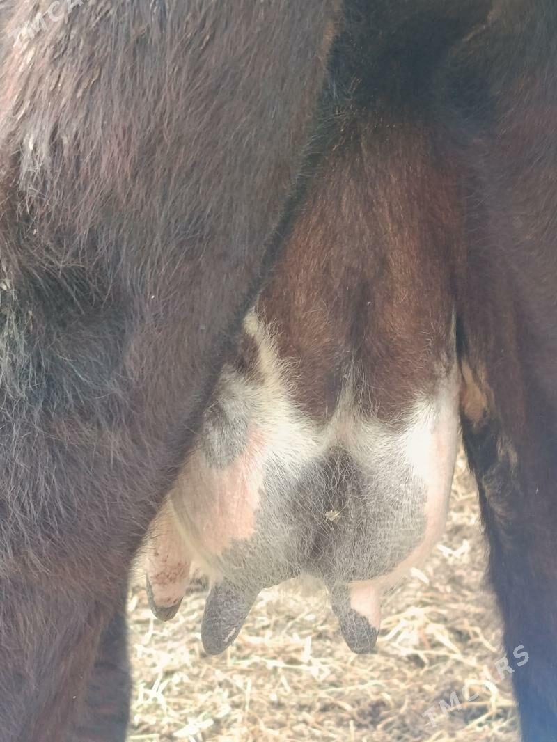 yetik. bogaz gunajyn - Туркменабат - img 5