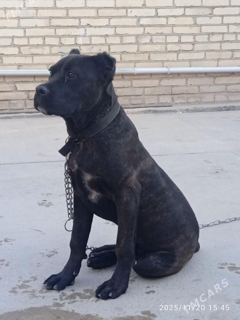 Собака Собака. Кане Корсо - Туркменабат - img 2