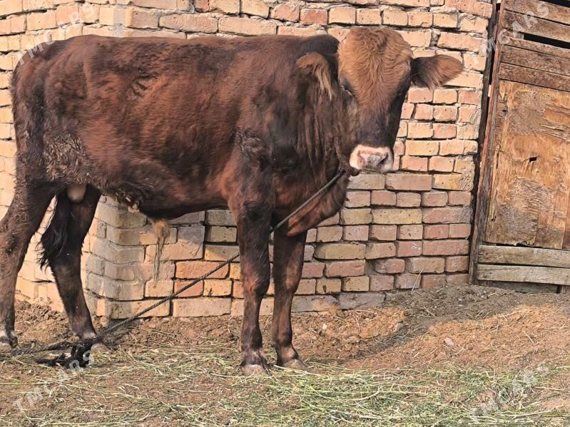 öküz - Ашхабад - img 2