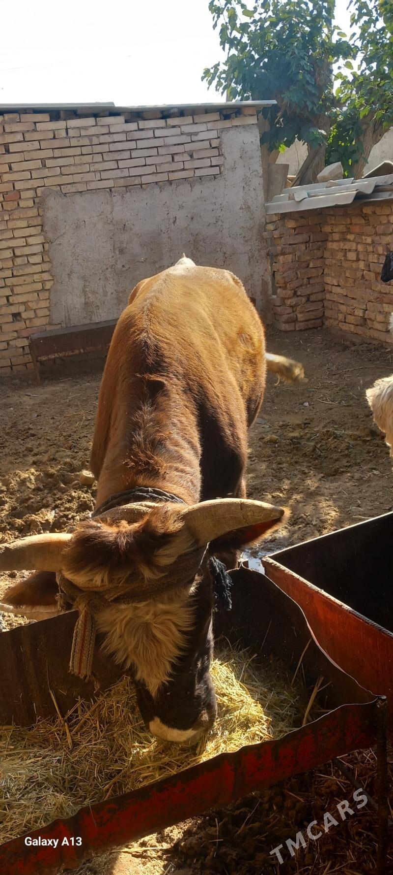 Okuz - Теджен - img 2