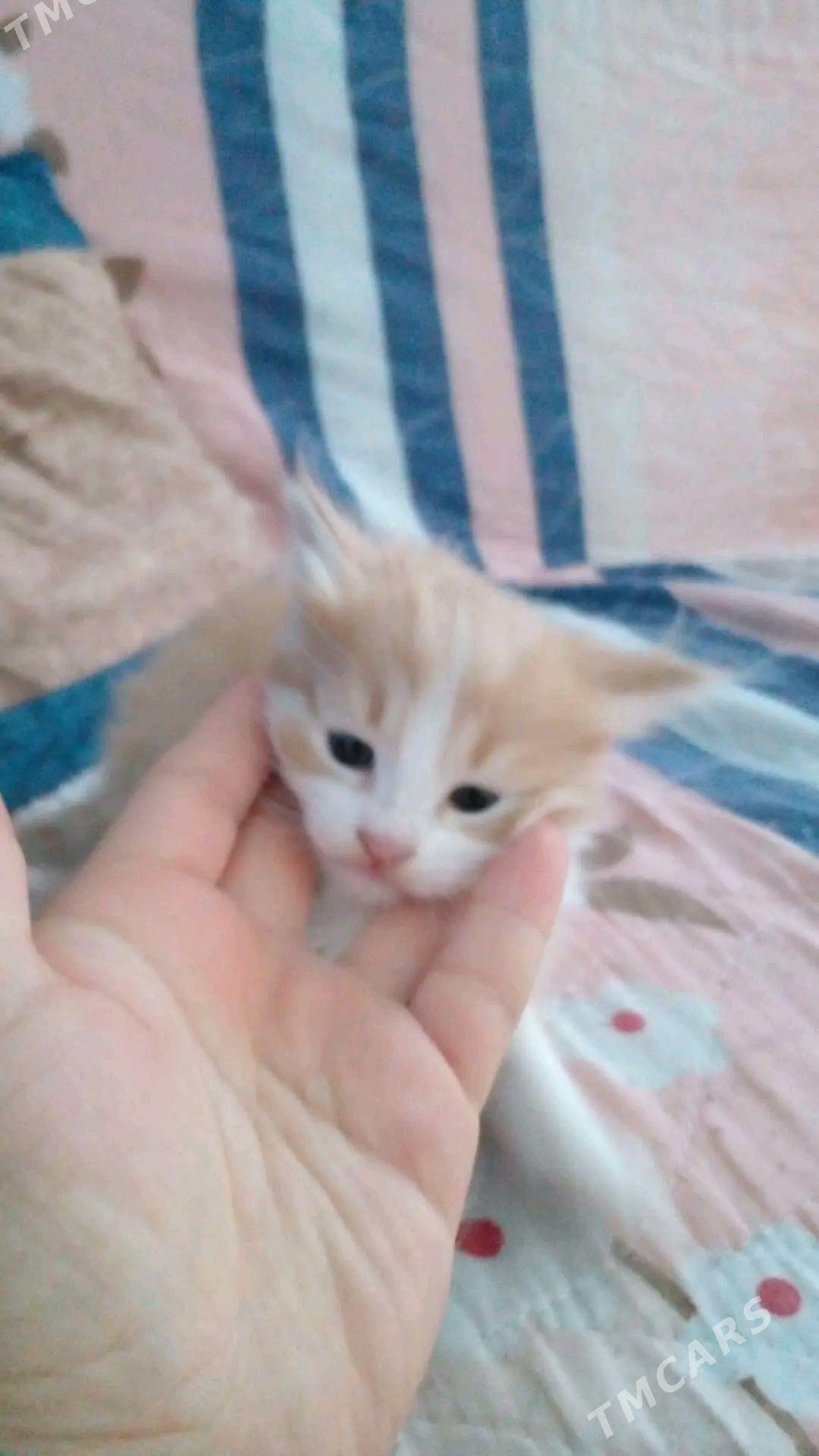 котята - Türkmenabat - img 2