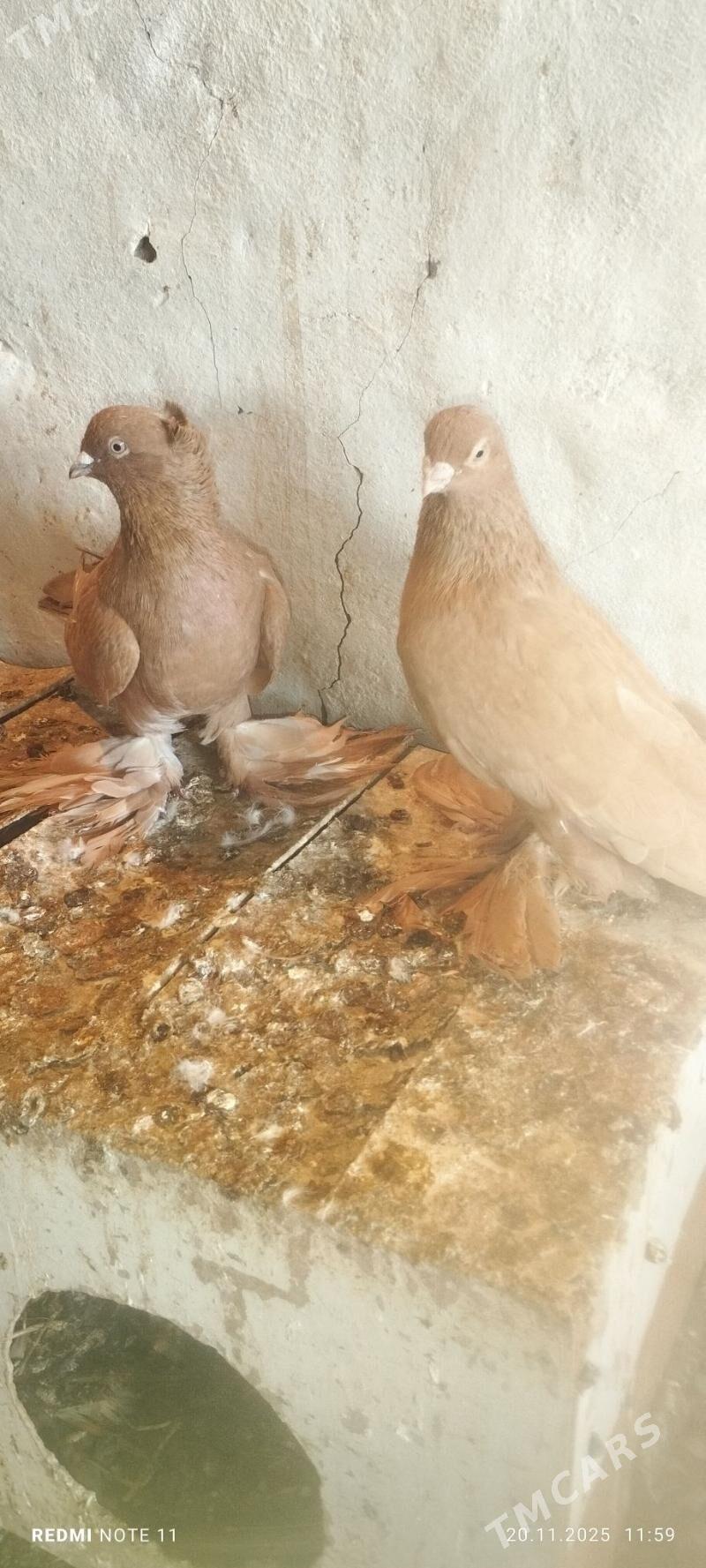 Kepderi - Murgap - img 2