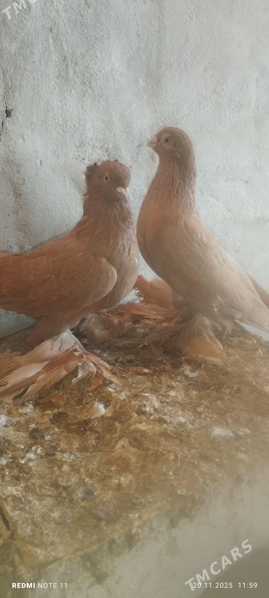 Kepderi - Murgap - img 4