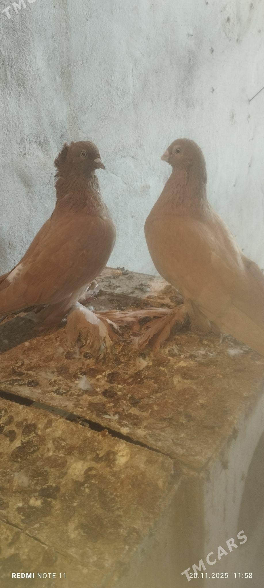 Kepderi - Murgap - img 3