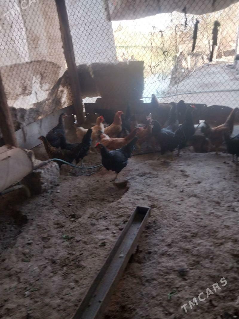 TOWUKLAR. - Мургап - img 8