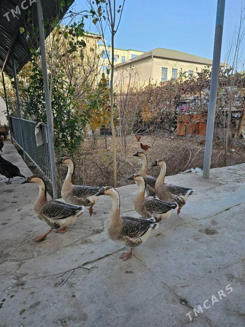 gaz - Дашогуз - img 1