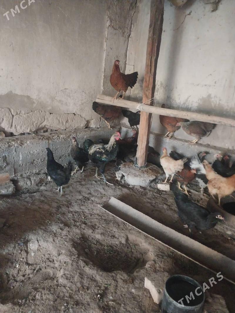 TOWUKLAR. - Мургап - img 4