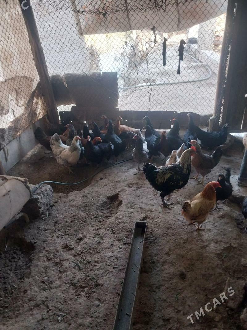 TOWUKLAR. - Мургап - img 10