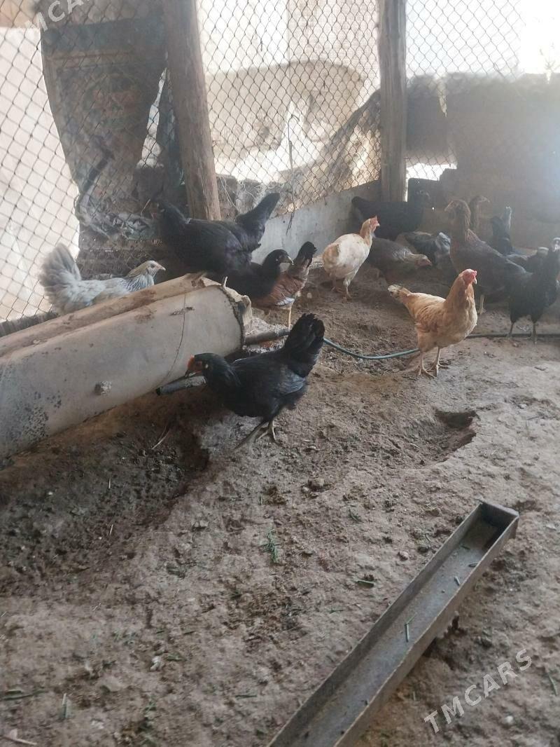 TOWUKLAR. - Мургап - img 7