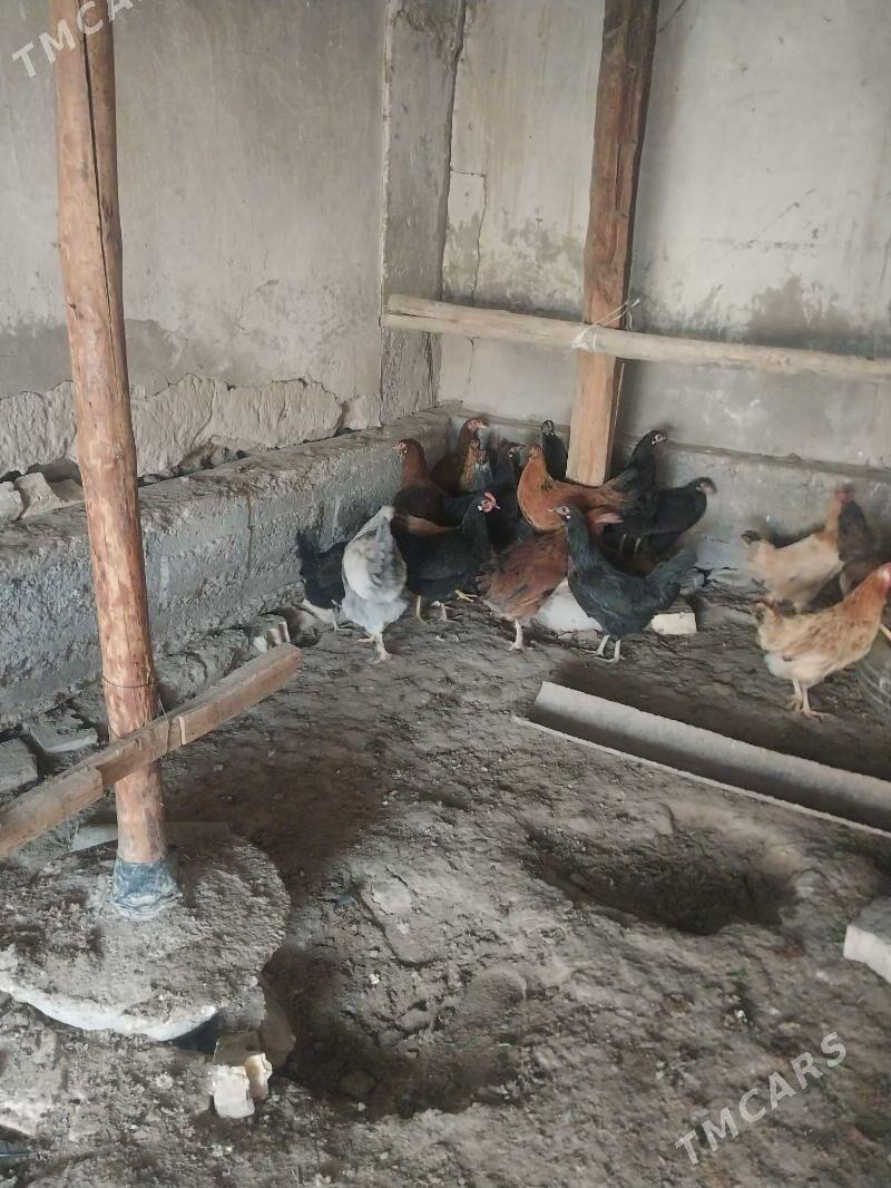 TOWUKLAR. - Мургап - img 3