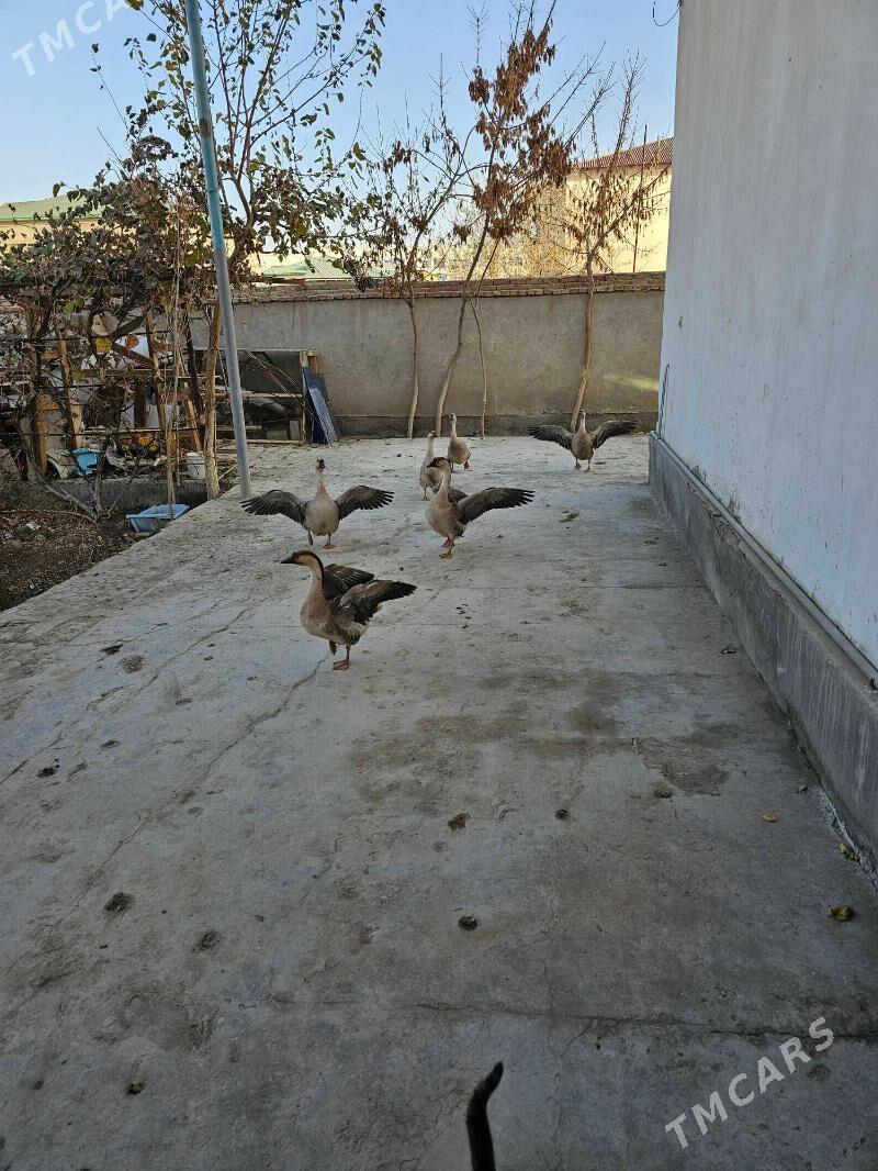 gaz - Дашогуз - img 3