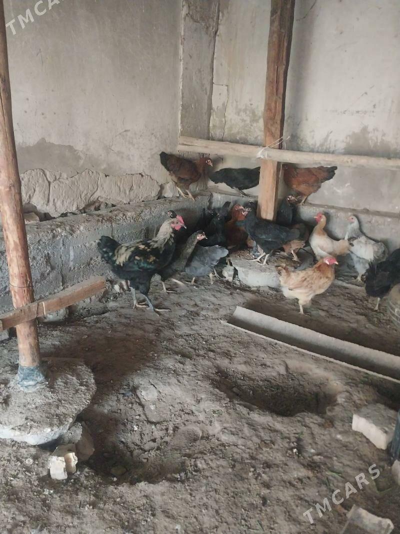 TOWUKLAR. - Мургап - img 6