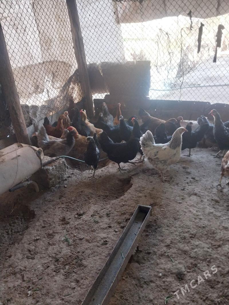 TOWUKLAR. - Мургап - img 9