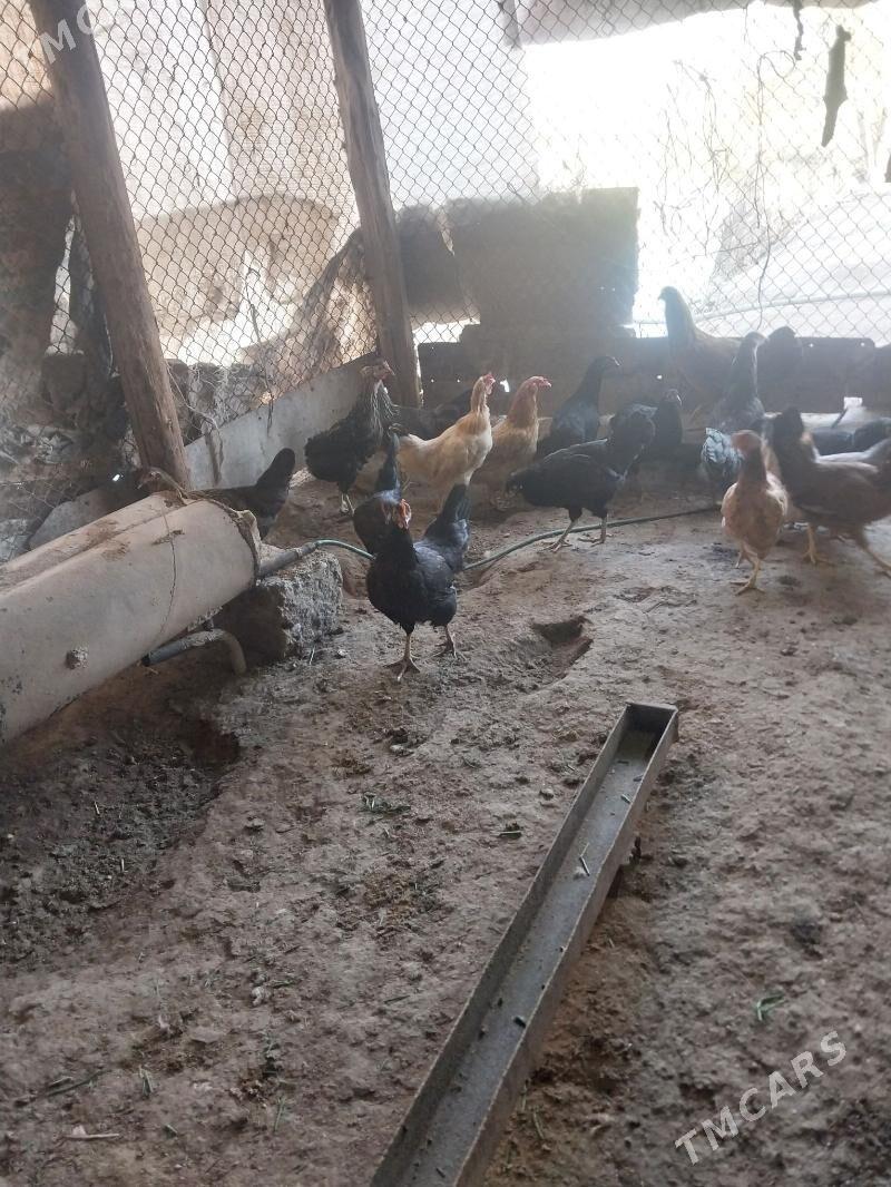 TOWUKLAR. - Мургап - img 5