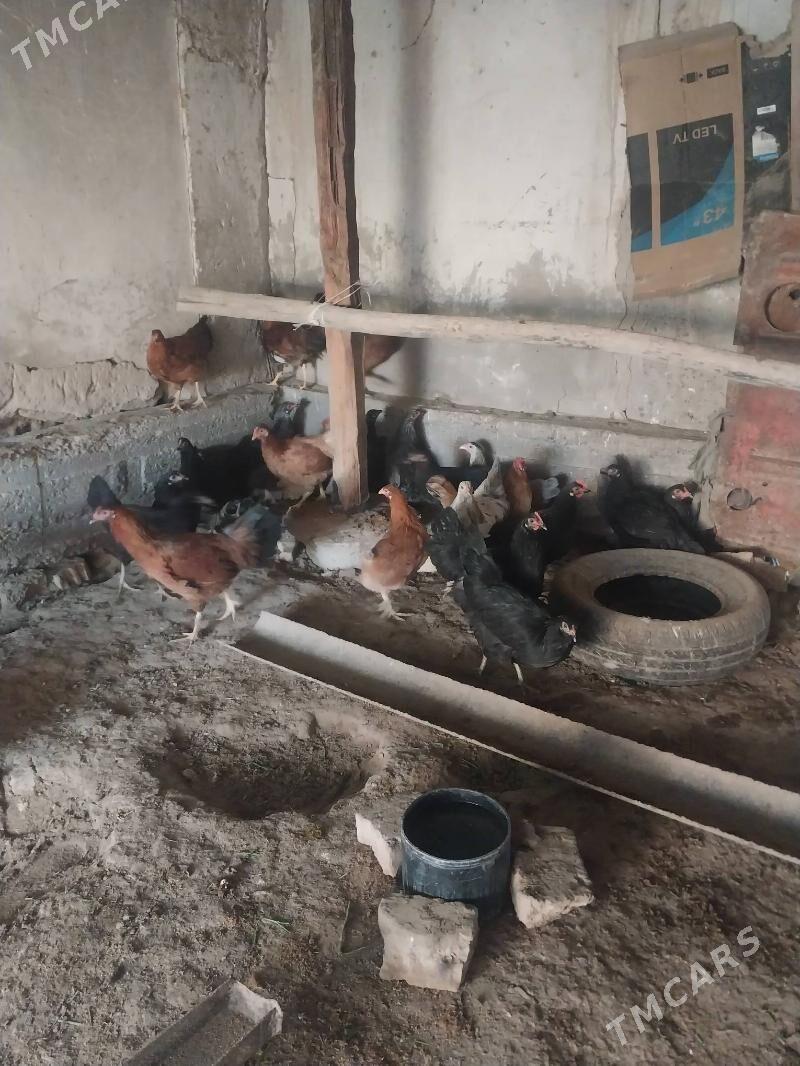 TOWUKLAR. - Мургап - img 2