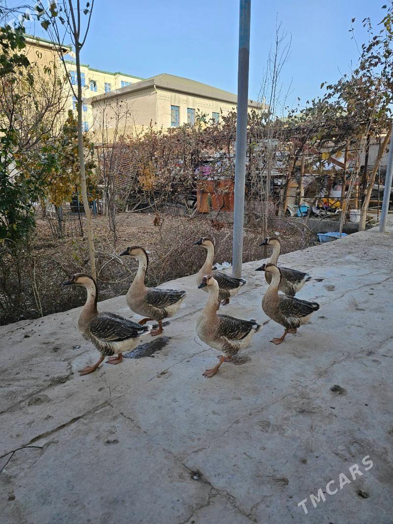 gaz - Дашогуз - img 2