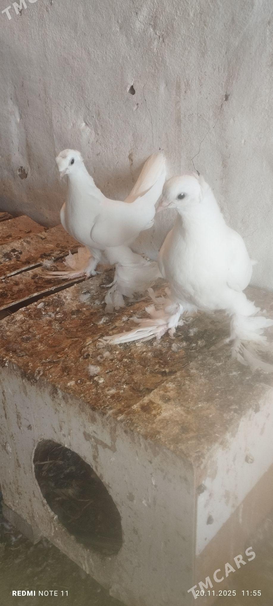 Kepderi - Мургап - img 2