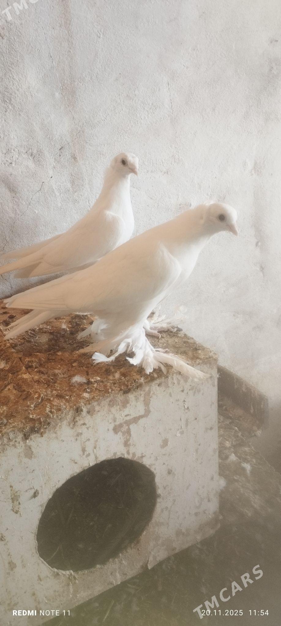 Kepderi - Мургап - img 5