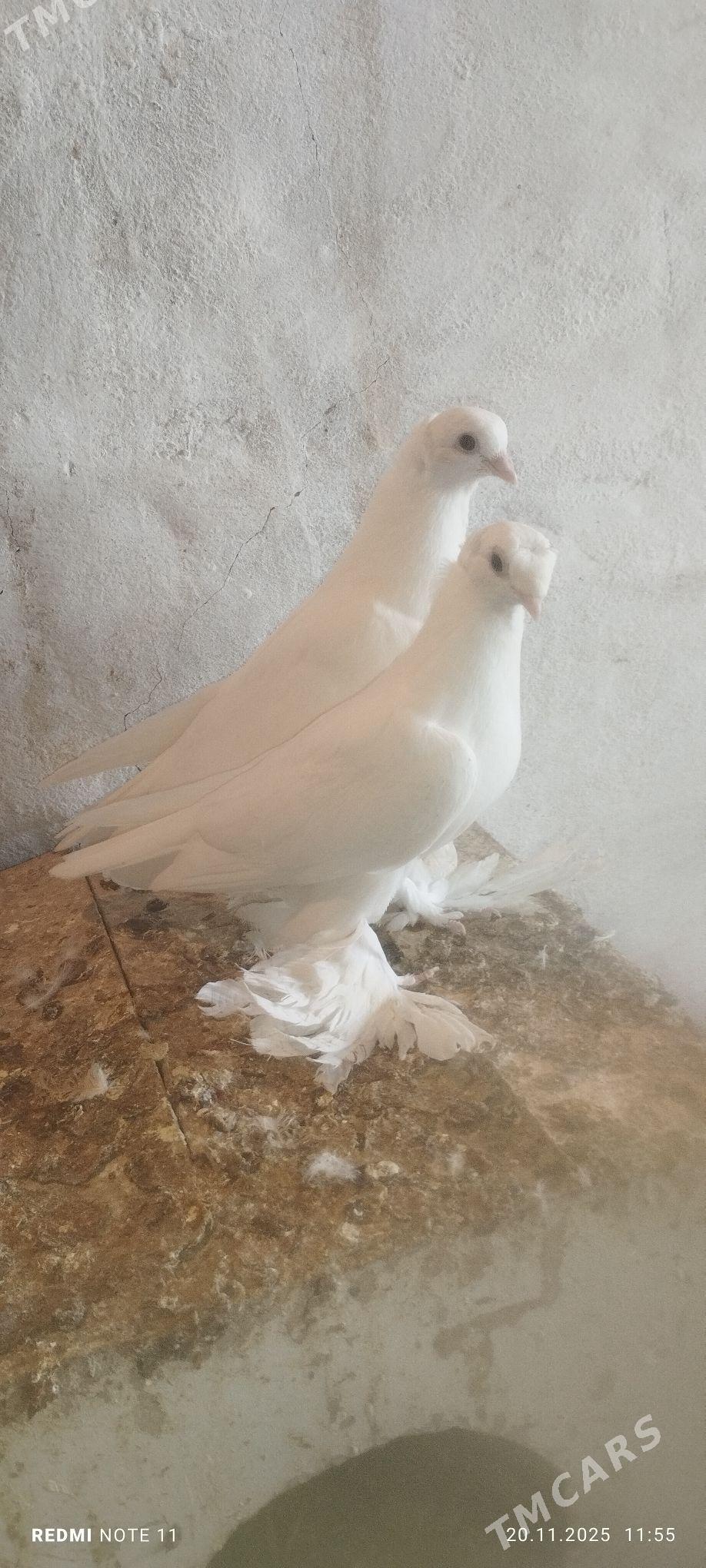 Kepderi - Мургап - img 4