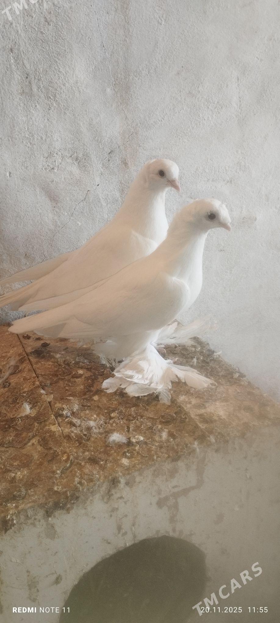 Kepderi - Мургап - img 3