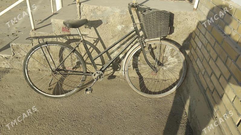 welspet 27 - Mary - img 1