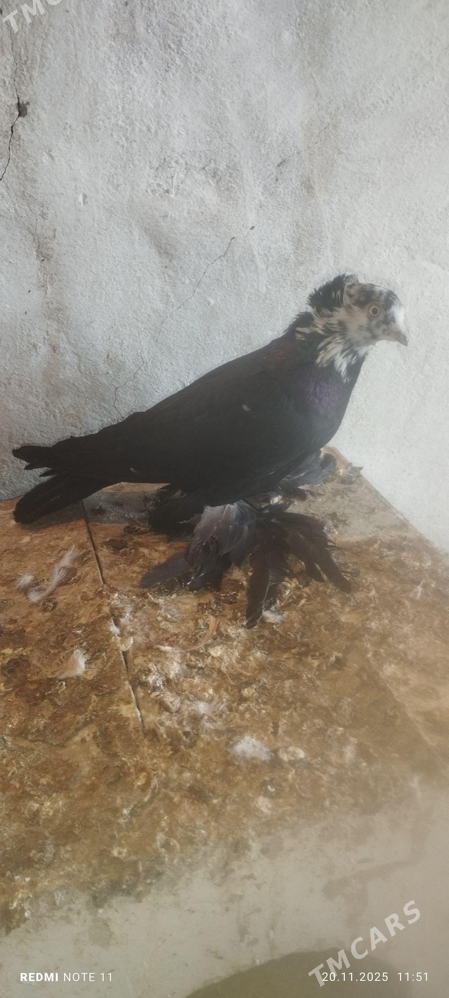 Kepderi - Мургап - img 5