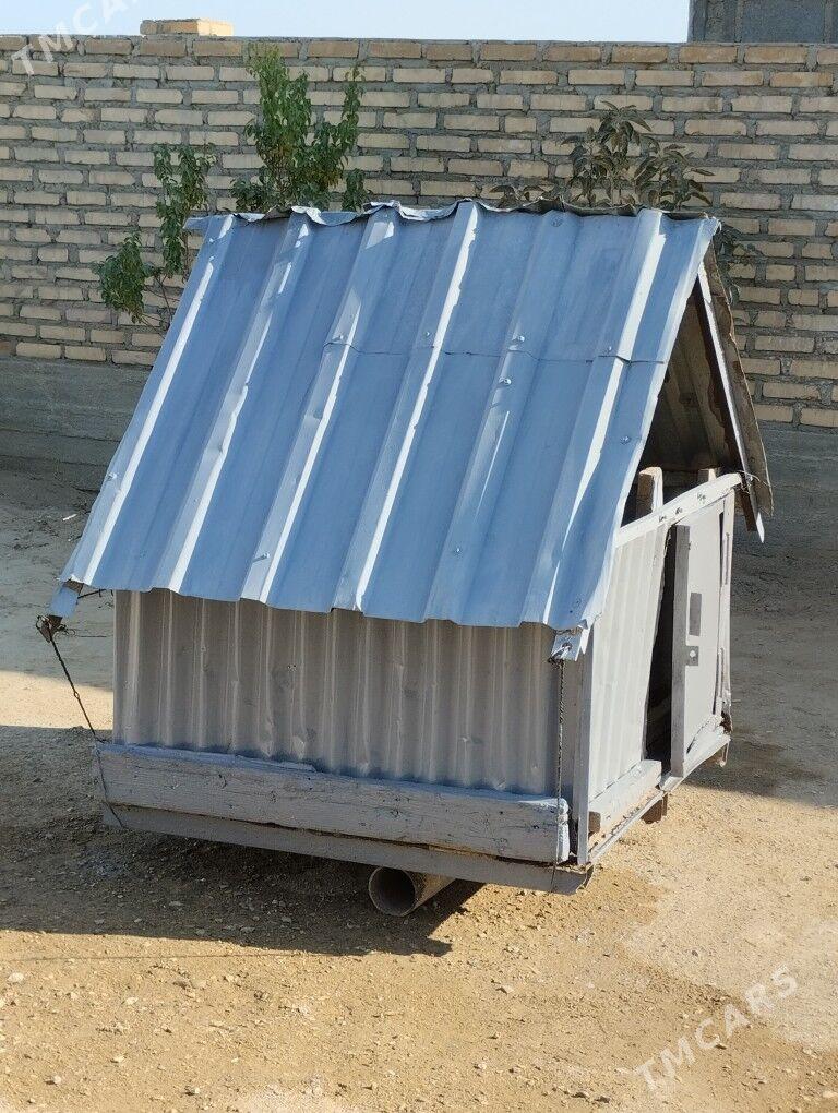 ketek - Гумдаг - img 2