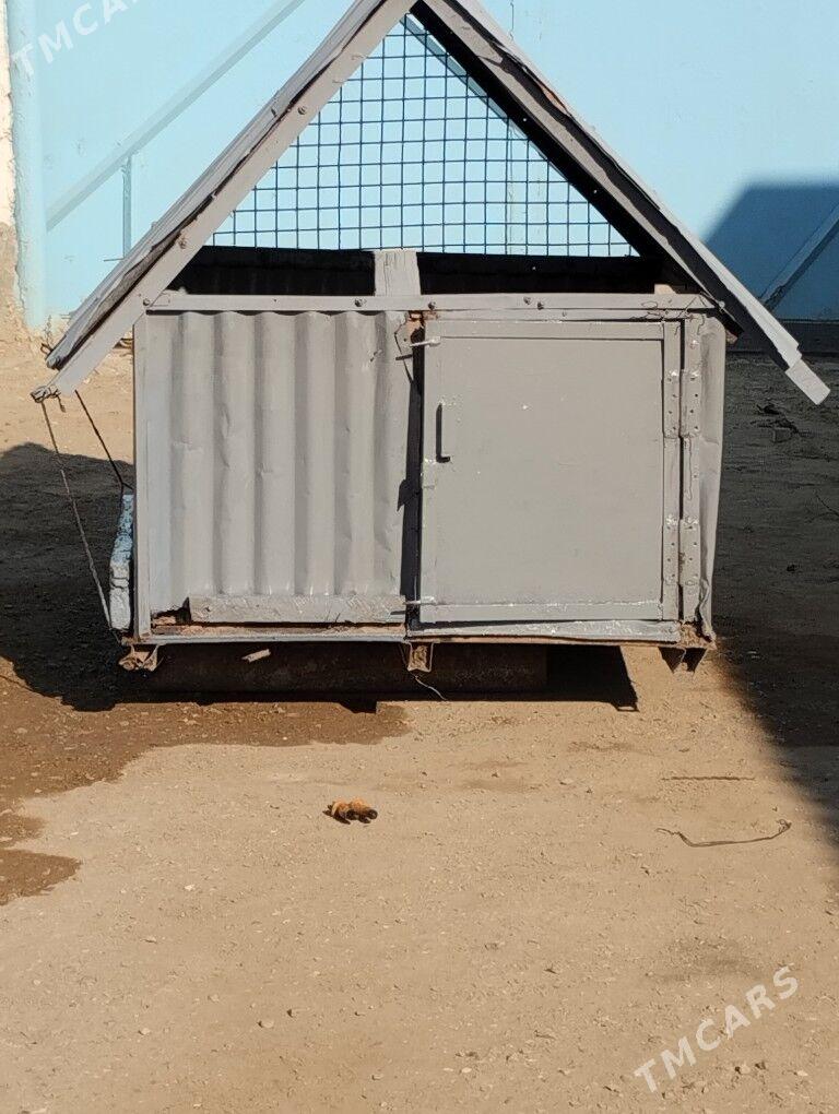 ketek - Гумдаг - img 3