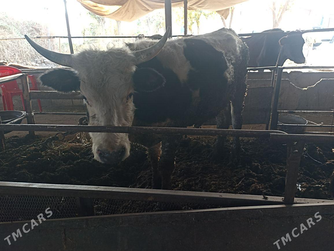 Okuz - Яшлык - img 1