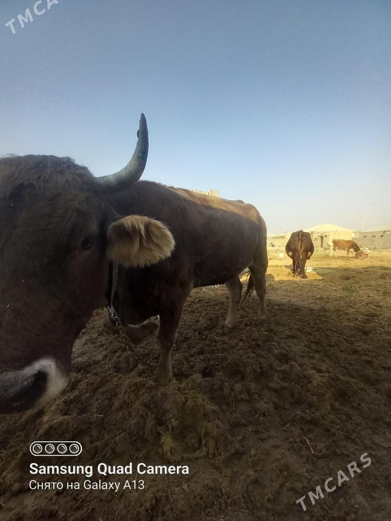 Gysyr sygyr - Бахарден - img 2