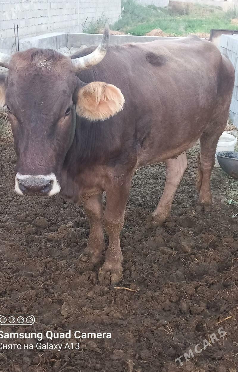 Gysyr sygyr - Бахарден - img 6