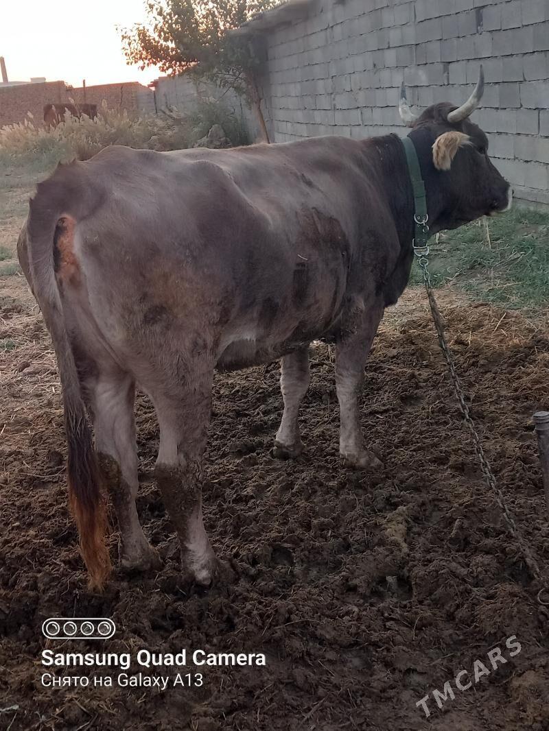 Gysyr sygyr - Бахарден - img 7