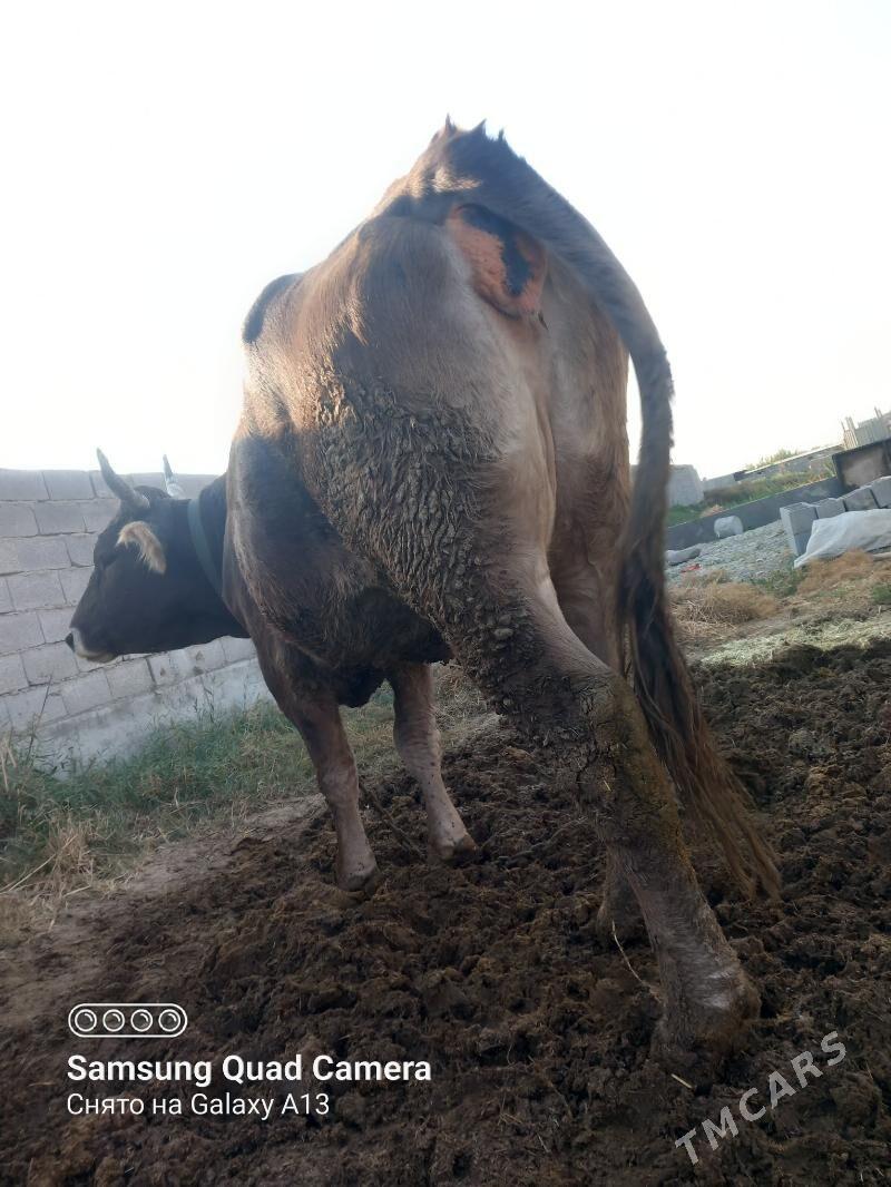 Gysyr sygyr - Бахарден - img 4