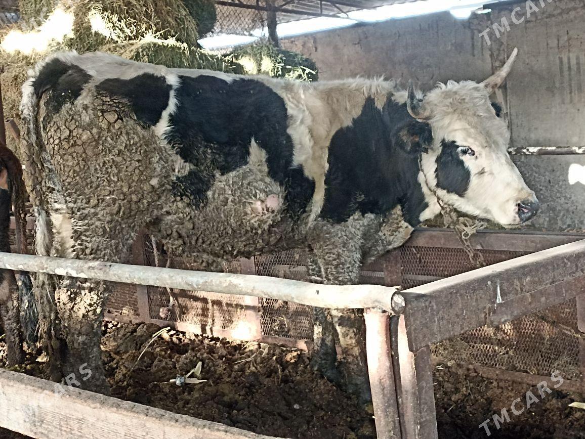 Okuz - Яшлык - img 3