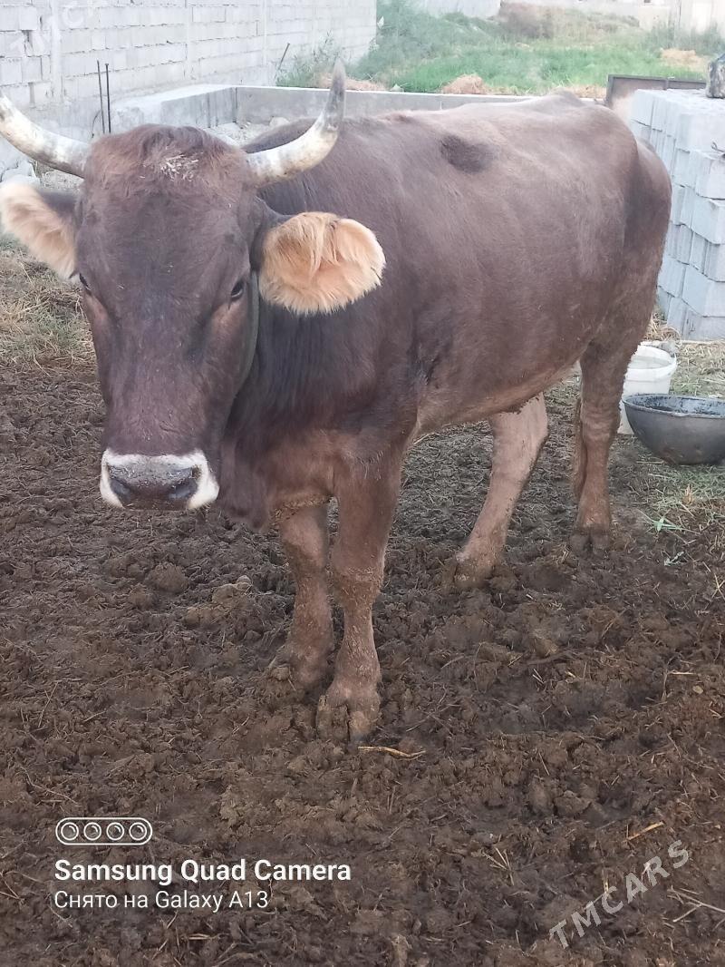 Gysyr sygyr - Бахарден - img 5