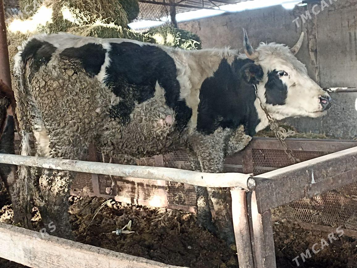 Okuz - Яшлык - img 2