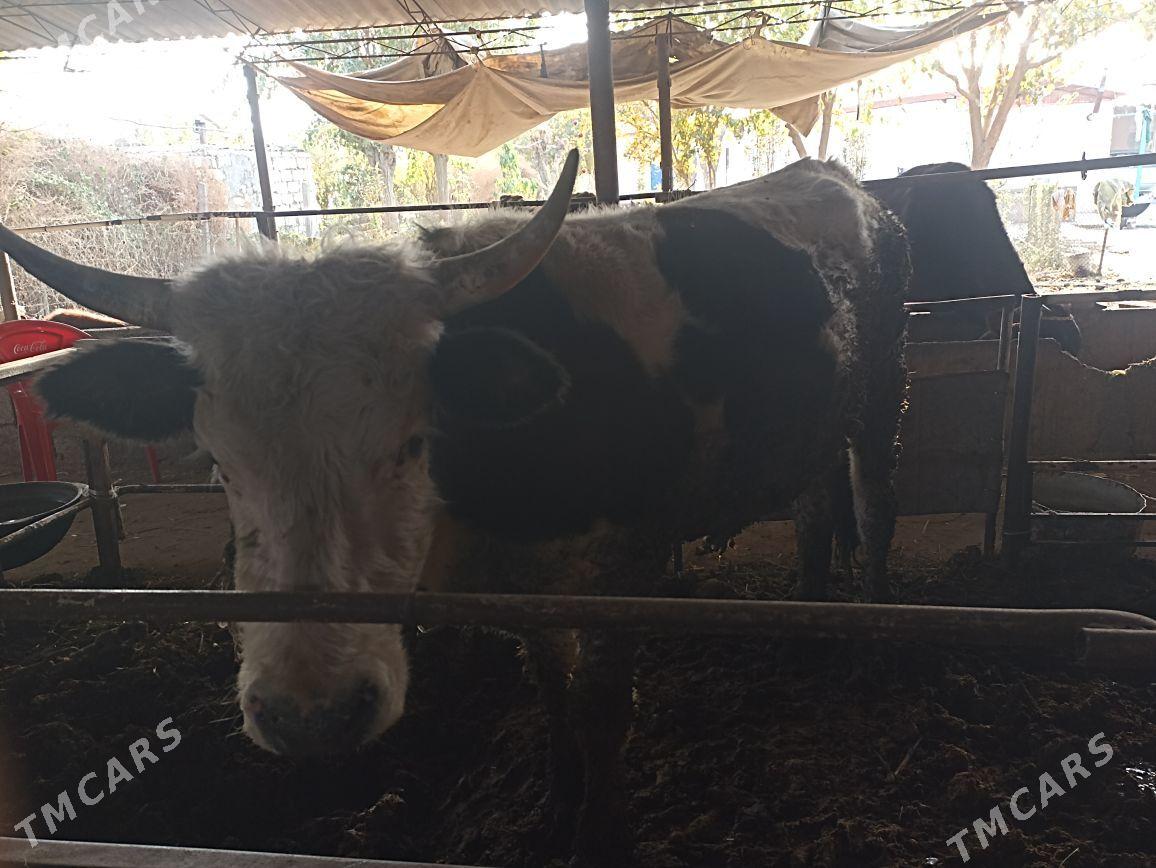 Okuz - Яшлык - img 4